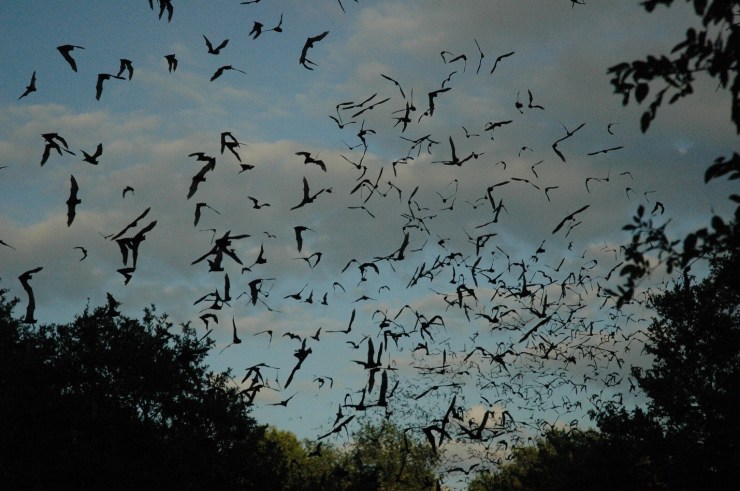 Waugh Bat Bridge Colony :: Houston :: TX :: Photo Courtesy of Houston Museum of Natural Science