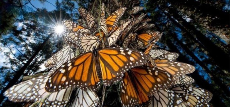 Butterfly Exhibition :: Houston Museum of Natural Science :: Houston :: TX :: Photo courtesy of Roadtrippers